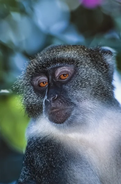 Кения, Малинди, африканская обезьяна — стоковое фото