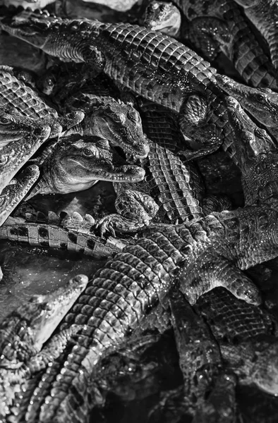 Kenya, Mombasa, crocodiles in a crocodile farm near the city — Stock Photo, Image