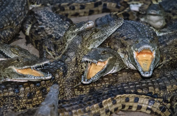 Kenya, Mombasa, crocodiles in a crocodile farm near the city — Stock Photo, Image