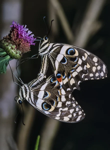 Kenya, Malindi, tropical butterflies mating — Stock Photo, Image