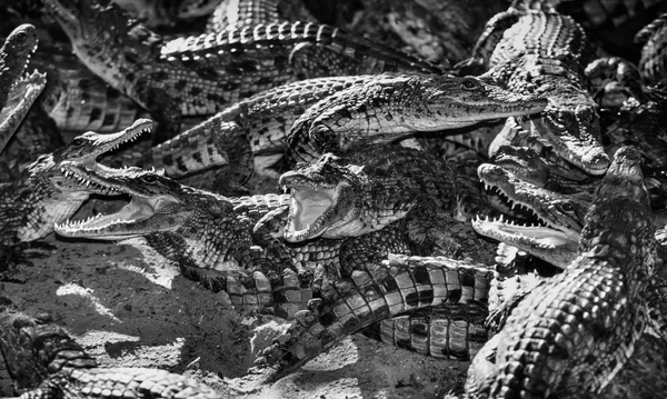 Kenya, Mombasa, crocodiles in a crocodile farm near the city — Stock Photo, Image