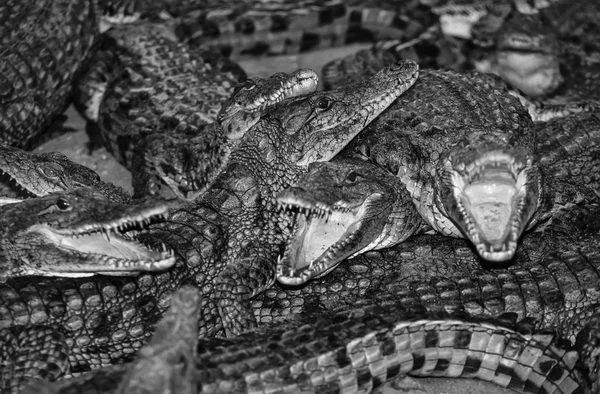 Kenia, mombasa, krokodillen in een krokodillenboerderij in de buurt van de stad — Stockfoto