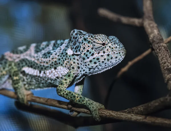 Kenia, malindi, chameleo — Zdjęcie stockowe