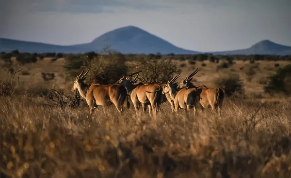 Kenya, Taita Hills National Park, antelopes — Stock Photo, Image