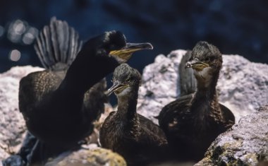 İskoçya, Isle of may, karabatak