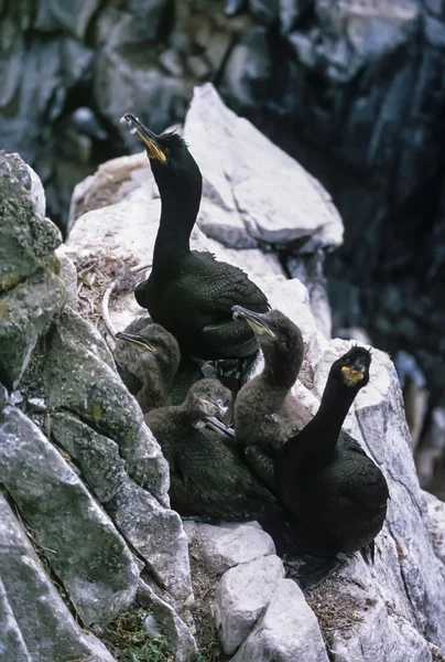 Szkocji, wyspa maja, kormorany — Zdjęcie stockowe