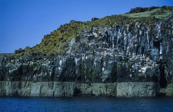 Scotland, Isle of May, seagulls and cormorants on a rocky wall — Stock Photo, Image