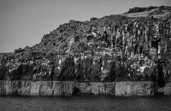 Escócia, Ilha de Maio, gaivotas e corvos-marinhos numa parede rochosa — Fotografia de Stock