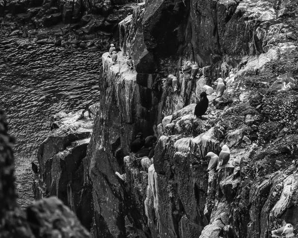 Scotland, Isle of May, seagulls and cormorants on a rocky wall — Stock Photo, Image