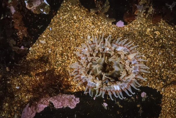 Scotland, Isle of May, UW photo, sea Anemone — Stock Photo, Image