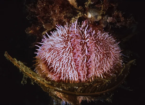 Scotland, Isle of May, UW photo, sea urchin — Stock Photo, Image