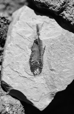 USA, Arizona, Death Valley, fossil fish in a stone clipart