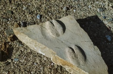 ABD, arizona, death valley, fosil hayvan ayak izleri bir taş