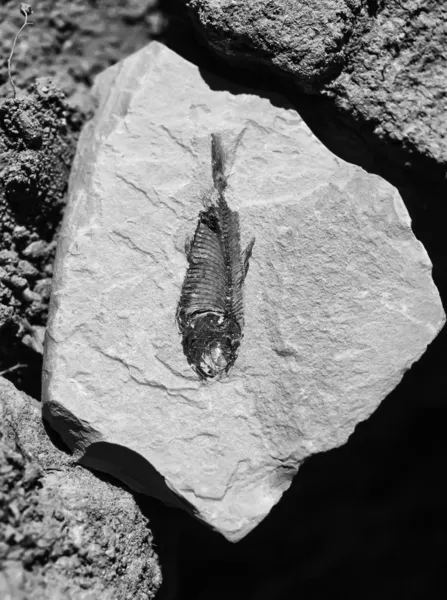 USA, Arizona, Death Valley, fossil fish in a stone — Stock Photo, Image