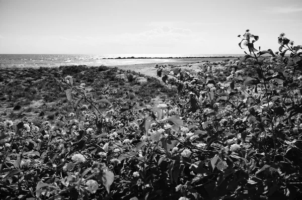 Côtes sablonneuses du sud — Photo