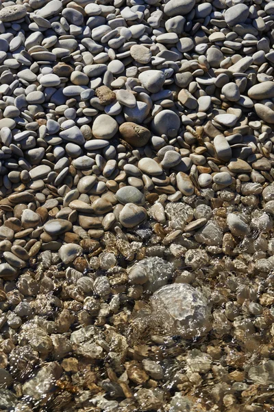 River stones closeup — Stock Photo, Image