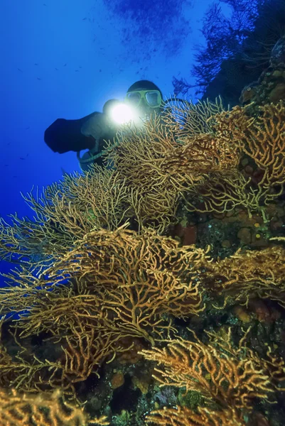 深海潜水和黄柳珊瑚 — 图库照片