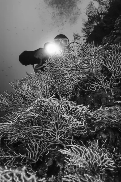 Scuba diver och gula gorgonier — Stockfoto