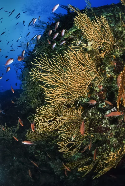 Dalış, anthias ve sarı gorgonias duvar — Stok fotoğraf