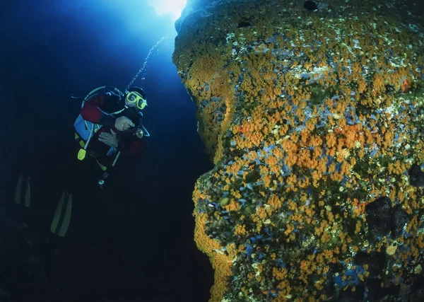 Scuba diver — Stock Photo, Image