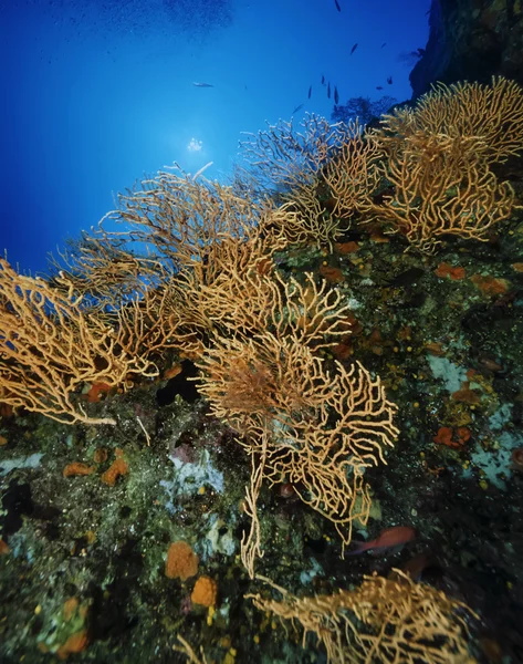 Yellow gorgonians — Stock Photo, Image