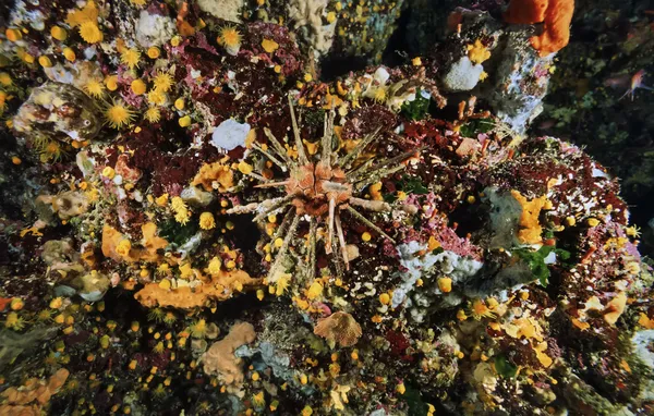 Морской еж и астроид — стоковое фото