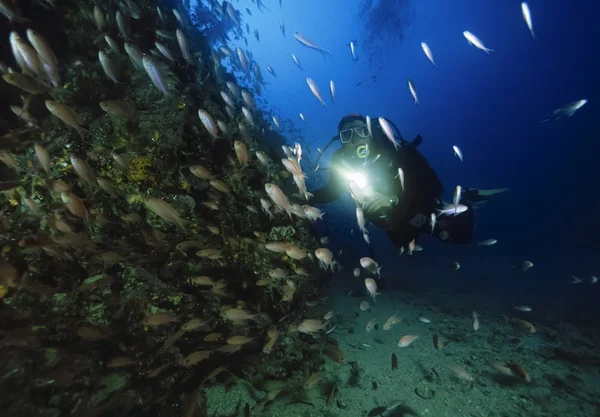 深海潜水和小鱼群 — 图库照片