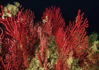 Kırmızı gorgonians