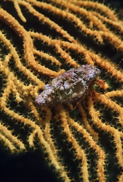 A Hermit crab — Stock Photo, Image