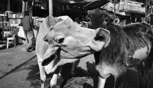 Vacas sagradas em um mercado local — Fotografia de Stock