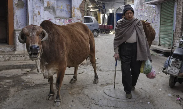 Uomo indiano e una vacca sacra — Foto Stock