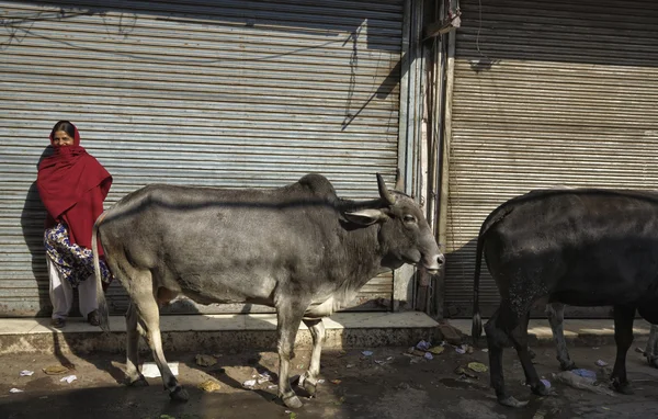 Mulher indiana e vacas sagradas — Fotografia de Stock