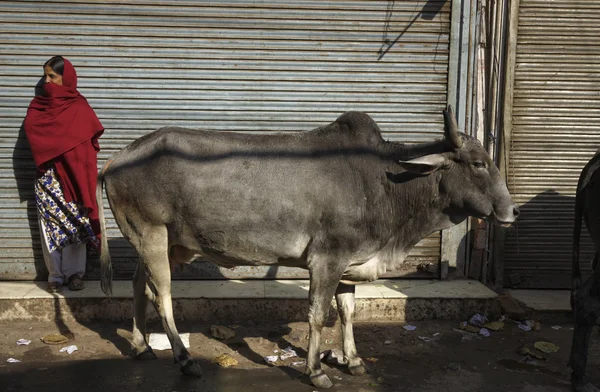 Femme indienne et vaches sacrées — Photo