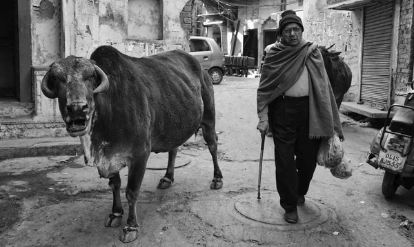 Indisk man och en helig ko — Stockfoto