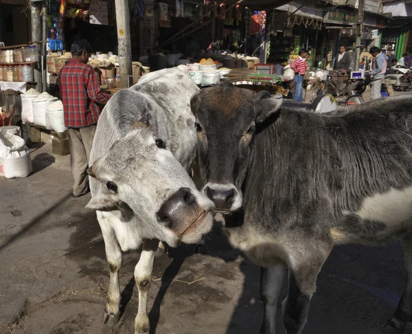 Vacas sagradas en un mercado local —  Fotos de Stock