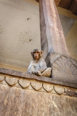 Hint maymunlar birinde çok sayıda hindu tapınakları