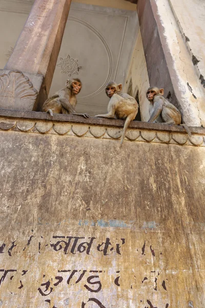 Macacos indianos em um dos muitos templos hindus — Fotografia de Stock