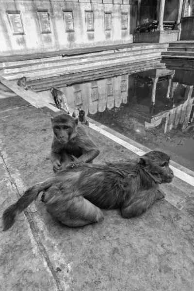 Indii małpy w jednym z wielu świątyń hinduistycznych — Zdjęcie stockowe