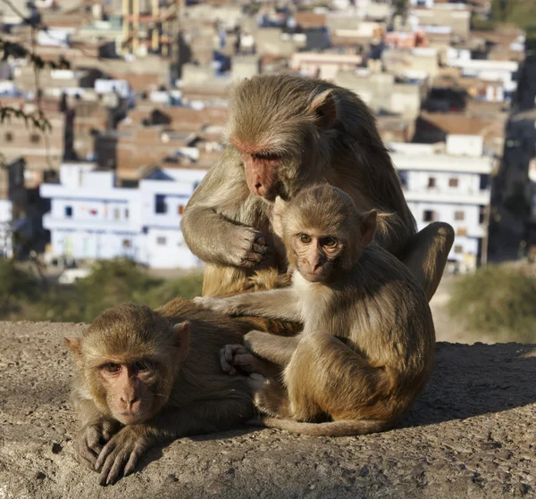 Indian monkeys — Stock Photo, Image
