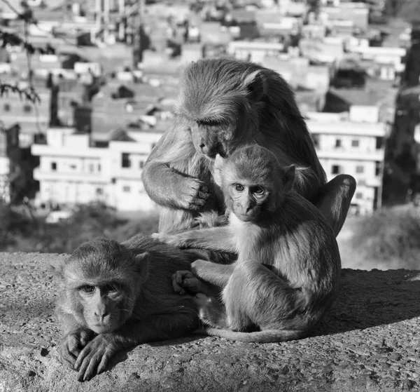 Scimmie indiane — Foto Stock
