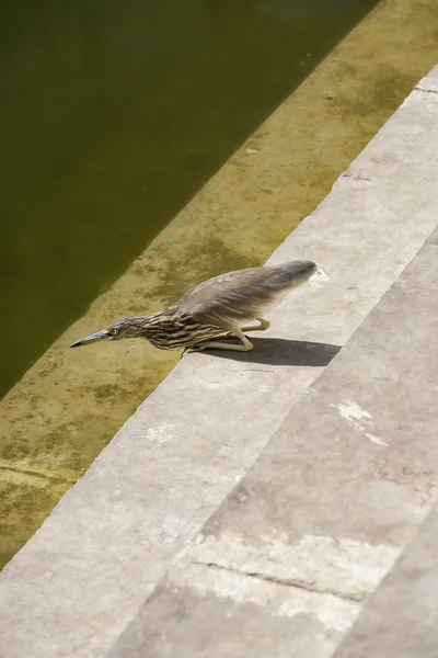 Ένα πουλί πόσιμο νερό — Φωτογραφία Αρχείου