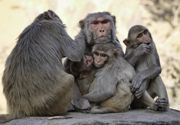 Indian monkeys at the Sun Temple — Stock Photo, Image