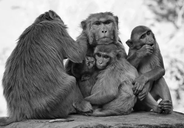 Singes indiens au Temple du Soleil — Photo