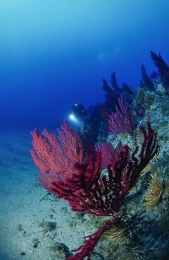 Scuba diver ve kırmızı gorgonians