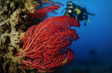 Scuba diver ve kırmızı gorgonians