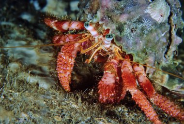 münzevi kimse Yengeç