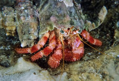 münzevi kimse Yengeç