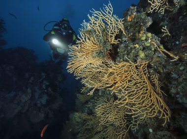 Scuba diver ve sarı gorgoniasScuba diver en gele gorgonias