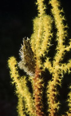 Sarı gorgonian