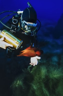 tüplü dalış ve deniz hare